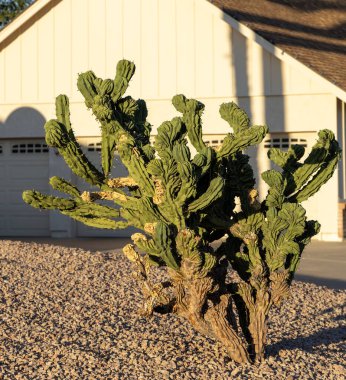 Dev elma kaktüsü, Cereus Peruvianus, eğri büğrü saplı çöl sapları, Phoenix, AZ