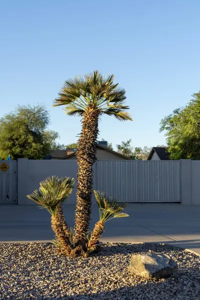 Cüce Palmiyeler yol kenarında Xeriscaplı