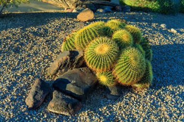 Arizona çöl stili Xeriscaping, Phoenix 'te bahar güneşinin erken saatlerinde dikenli balık oltası kaktüsü kümesi. 