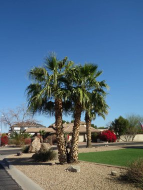 Phoenix, Arizona 'daki tipik bir güneybatı yerleşim bölgesinde kurak çöl iklimine zıt düşen güzel tropikal palmiyeler.