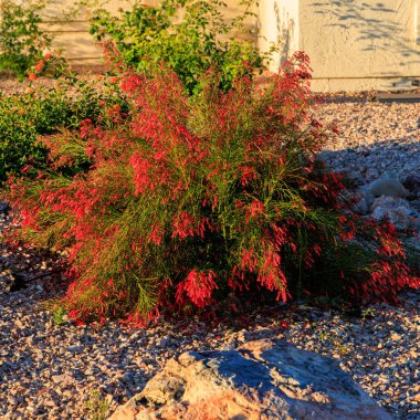 Fişek Penstemonu 'nun kırmızı çiçekleri (Penstemon Eatonii), Xeriscaplı topraklarda Eaton' s Penstemon olarak da bilinir.