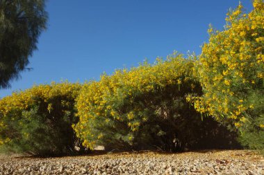 Senna Artemisioides also known as Feathery Cassia or Silver Senna with green seed pods and bright yellow flowers planted along city roadsides in early spring, Phoenix, AZ