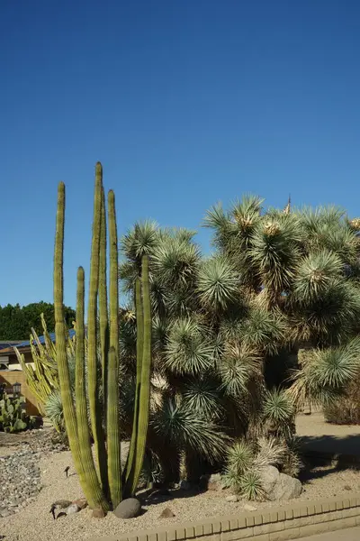 Arizona çöl stili Yucca brevifolia (Joshua Tree) ve Organ Borusu (Stenocereus thurberi) ile çakıl, kaya ve kayalarla kaplı yol kenarları