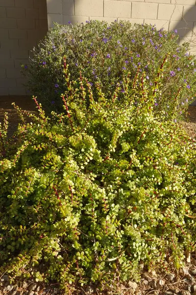 Feniks, AZ 'deki dekoratif Xeriscaping' de Fil Çalılığı veya Portekiz Afra ve Texas Sage 'in kırmızı dallarıyla yeşil
