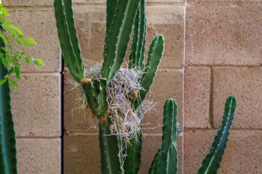 Auriparus flaviceps, Verdin olarak da bilinir, kafasını Cereus Cactus Branche 'ın arasına tünemiş üreme yuvasından çıkarır.