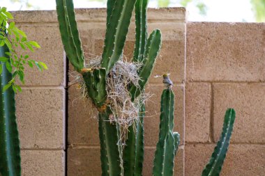 Auriparus flaviceps, aynı zamanda Verdin olarak da bilinir, gagasında küçük bir sopayla Cereus Cactus Branche 'ın üreme yuvasının yanına tünemiştir.
