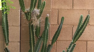 Auriparus flaviceps, aynı zamanda Verdin olarak da bilinir, Cereus Kaktüs Dalları arasında tünemiş bir üreme yuvası inşa eder.