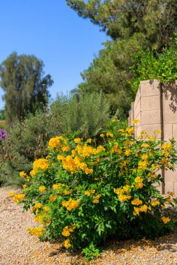 Çiçekli Tecoma tavaları, sarı trompet çalısı ya da sarı çanlar olarak da bilinir, Arizona 'da tam bahar çiçeklenir.