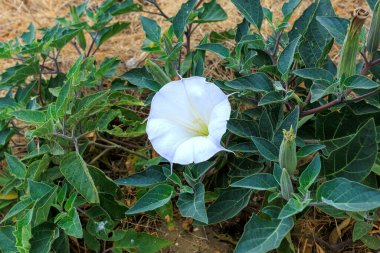 Kutsal Datura (Datura wrightii) çiçeği, ayrıca Batı Jimsonweed olarak da bilinir.