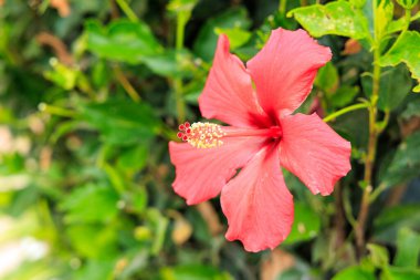 Parlak Kırmızı ya da San Diego Kırmızısı, rosa-sinensis, tropikal amber yeşil yapraklarının bir zeminine karşı.