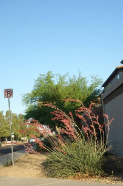 Arizona çölü yerlisi kızıl yukka ya da Hesperaloe parviflora tomurcuk sapının taze büyümesiyle Phoenix şehir sokaklarındaki küçük fibröz yapraklarıyla çevrili.