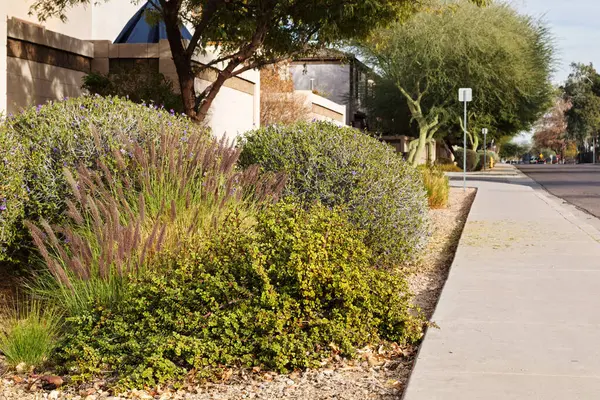 Arizona 'nın yol kenarı Afrika' nın lezzetli Portekiz bitkilerinin fotokopisi. Ya da Spekboom Fil Bush, Fountain Grass ve Vergi Sage çalıları. 