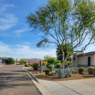 Çöl stili Xeriscapli yol kenarları mavi agave sulu ve palo verde ağaçları Phoenix Arizona 'daki mütevazı güneybatı evleri boyunca uzanır.