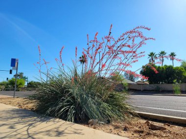 Çöl yerlisi kızıl yukka ya da Hesperaloe parviflora, kemerinde çiçekler olan bahar mevsiminde mavi gökyüzünün altında Phoenix yol kenarı boyunca, Arizona;