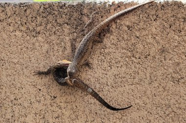 Arizona batısındaki çit kertenkeleleri, Sceloporus batısında, bir ev aralığını savunurken bölgesel bir kavgaya yakalandılar.