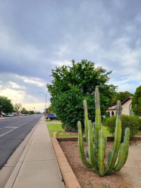 Senita kaktüsü, Lophocereus schottii 'nin dikenli çekimleri, çöl stili Xeriscaped ön bahçe Phoenix şehir caddesi boyunca sabah erken saatlerde, Arizona ilkbaharda