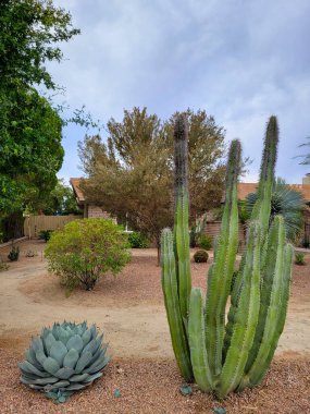 Agave parryi var huachucensis and bristly shoot of Senita cactus, Lophocereus schottii, in desert style xeriscaped front yard in morning, Phoenix, Arizon