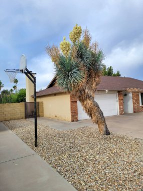 Çiçekli Mavi Yucca çöl stili Xeriscaped font-yard güneybatı şehri Phoenix, Arizon