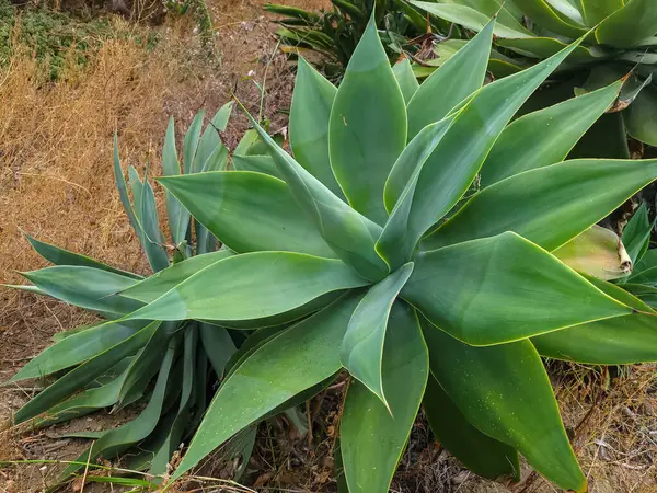 Agave attenuata, aynı zamanda tilki kuyruğu olarak da bilinir. Kuru bir çim tarlasında birkaç kardeşle birlikte.
