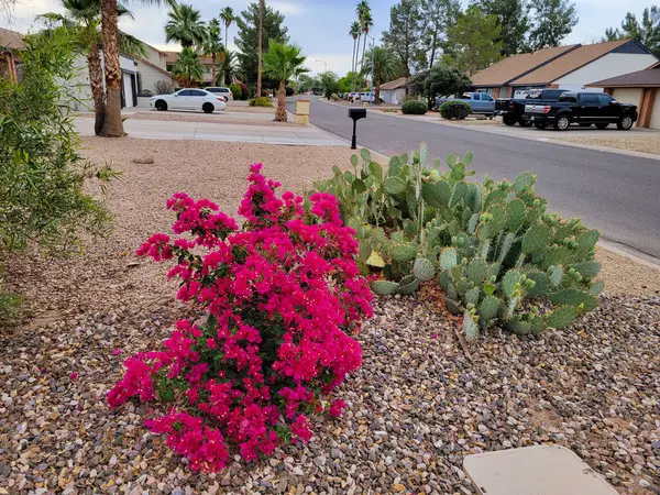 Phoenix, AZ - 31 Mayıs 2025: Arizona 'nın başkenti Phoenix' te rahat bir mahallede çöl tarzı Xeriscaped ön bahçeleri