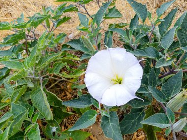 Kutsal Datura (Datura wrightii) çiçeği, ayrıca Batı Jimsonweed olarak da bilinir.