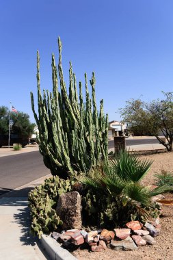 Totem Pole ve Tavşan Kulak kaktüsleri şehir çöl stili Xeriscaped yol kenarı Phoenix, Arizon