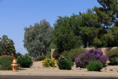 Kentsel çöl tarzında kuraklığa dayanıklı çalılıklar Phoenix 'te Xeriscaped yol kenarı, Arizon