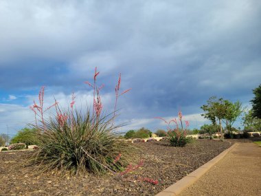 Arizona şehir yolları boyunca kırmızı yukka ve çakıl ile çöl stili Xeriscaping
