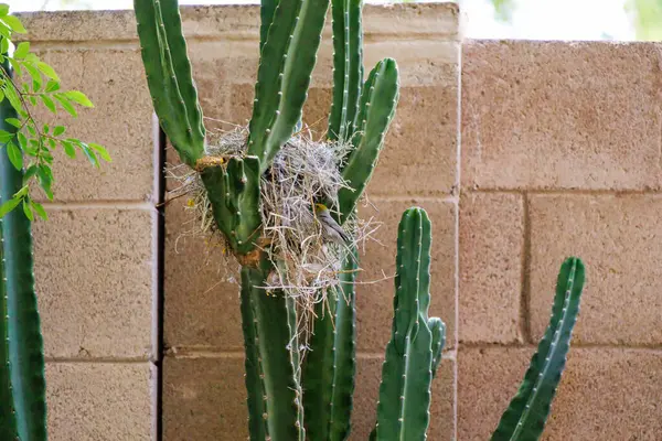 Auriparus flaviceps, aynı zamanda Verdin olarak da bilinir, Cereus Kaktüs Dalları arasındaki üreme yuvasının girişine tünemiştir.