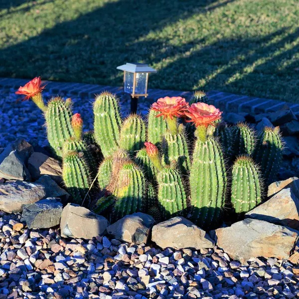 Çiçekli kirpi kaktüsü, Echinocereus, Xeriscaped çöl stili tarlasında Phoenix, AZ 'deki yeşil çimlerin yanında.