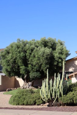 Totem kutup kaktüsü ve olgun zeytin ağacı Arizona çölünün arka planında Pelerinli yol kenarı Phoenix 'te
