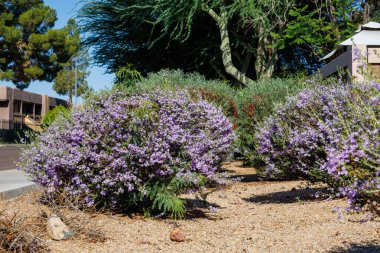 Leucophyllum frutescens 'ın yol kenarı bahar çiçeği. Ayrıca Texas Sage ya da Texas Rangers çalısı olarak da bilinir. Arizona, Güneybatı tarzı Xeriscaping.