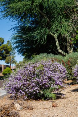 Leucophyllum frutescens 'ın yol kenarı bahar çiçeği. Ayrıca Texas Sage ya da Texas Rangers çalısı olarak da bilinir. Arizona, Güneybatı tarzı Xeriscaping.