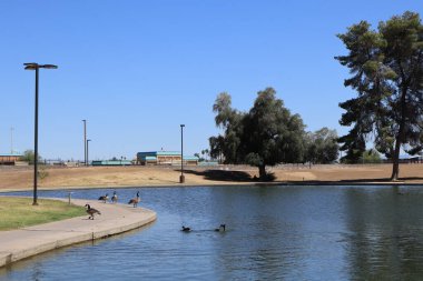Kanadalı İsa Phoenix, Arizona 'daki Cortez Park gölünün sıcak sularında ve kıyı şeridi boyunca dinleniyor.