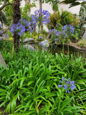 Canlı mavi Afrika Zambağı, Agapanthus africanus ile yemyeşil tropikal bahçe, kayış benzeri yaprakların üstündeki uzun saplar üzerinde tam çiçek veren küresel çiçek kümeleri.