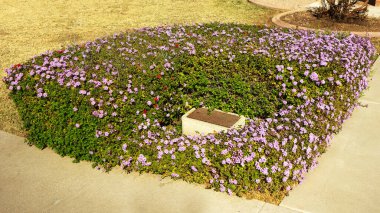 Xeriscaped sokak köşesi. Su servis kapağının etrafında çiçek açan Lantana Montclarsis var. 