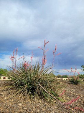 Arizona şehir yolları boyunca kırmızı yukka ve çakıl ile çöl stili Xeriscaping