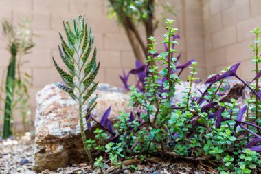 Kalanhoe 'lu çöl kümesi, mor Tradescantia Pallida ve Portekizli Afra' nın sulu suları Xeriscaped Garden 'daki dekoratif kayanın yanında. 