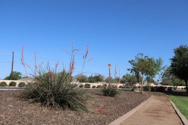 Arizona çölü yerlisi kızıl yukka ya da Hesperaloe parviflora başkent Phoenix 'in Xeriscaped yol kenarına ekildi.