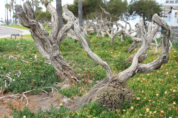 Okaliptüs ağacı iskeleti kıvrımlı gövdeler ve kıvrık dallarla çevrili Nehir kıyısında, San Diego, California 'da çiçek açan buz bitkileriyle