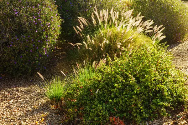 Fil Bush (Portekiz Afra), Texas Sage (Leucophyllum Frutescens) ve Fountain Grass 'in (Pennisetum setaceum) çöl tarzı xeriscaped road side in Phoenix, Arizona