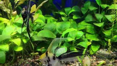 Sarı ve siyah misket balıklar yumurtalarını Anubias 'a bağlı olarak tropikal bir akvaryumda koruyor ve yelpazeliyorlar.