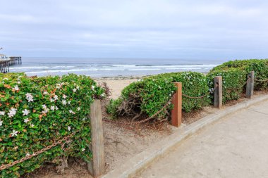 Rüzgârlı okyanus dalgaları ve deniz yosunları Pasifik sahillerinde, San Diego, Kaliforniya 'daki ahşap kristal iskele yakınlarında.