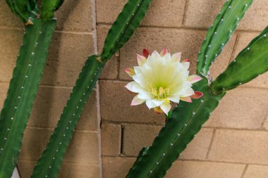Çöl Cereus kaktüsü, sabahın erken saatlerinde açan beyaz çiçekli, Phoenix, Arizon.