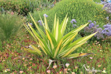 Furcraea foetida 'nın değişik formları, ayrıca False Agave veya Mauritius Hemp olarak da bilinir, San Diego, California
