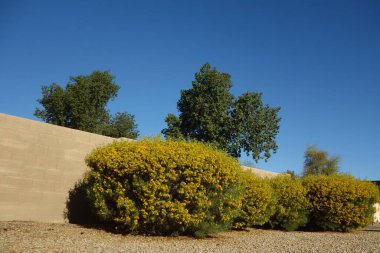 Çiçek açan parlak sarı renkli Senna Artemisioides diğer adıyla Feathery Cassia veya Silver Senna ilkbaharın başlarında, Phoenix, AZ