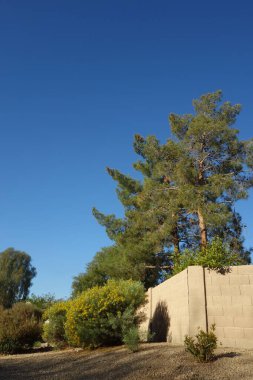 Senna Artemisioides ile yol kenarı Xeriscaped Feathery Cassia ya da Silver Senna, Phoenix, AZ bahar zamanı