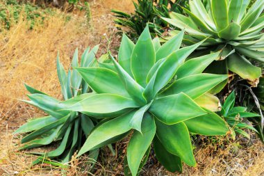 Agave attenuata, San Diego, Kaliforniya 'da bir tilki kuyruğu ya da kuğu boynu olarak da bilinir.