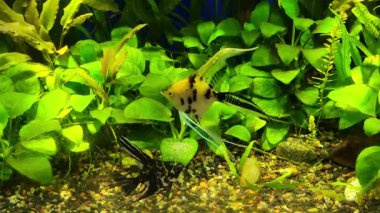 Bir çift misket balığı yumurtalarını Anubias düz yeşil yaprağına iliştirilmiş tropikal akvaryumda koruyor.
