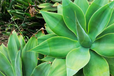 Agave attenuata, San Diego, Kaliforniya 'da bir tilki kuyruğu ya da kuğu boynu olarak da bilinir.